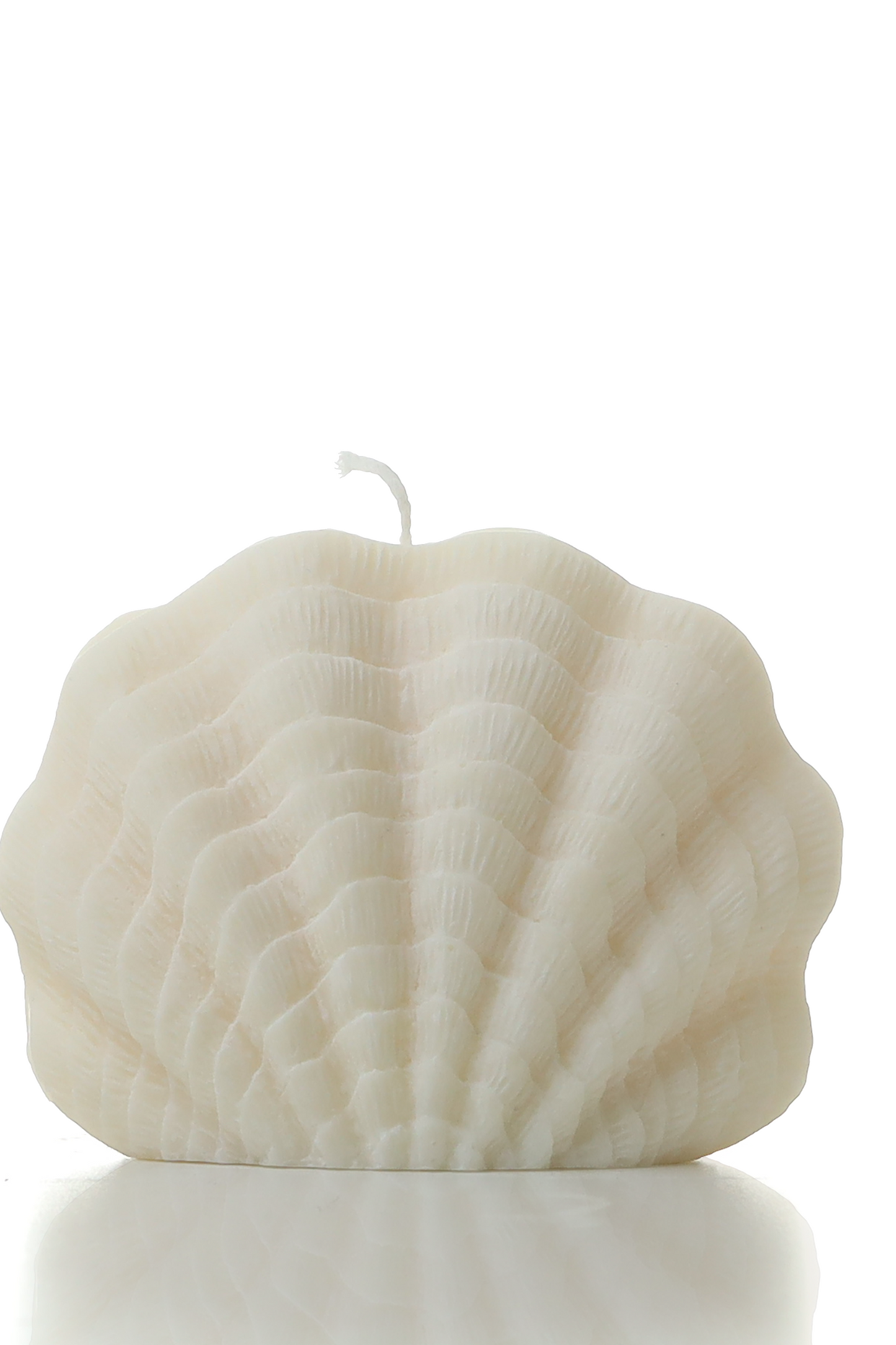 Scallop shell 2