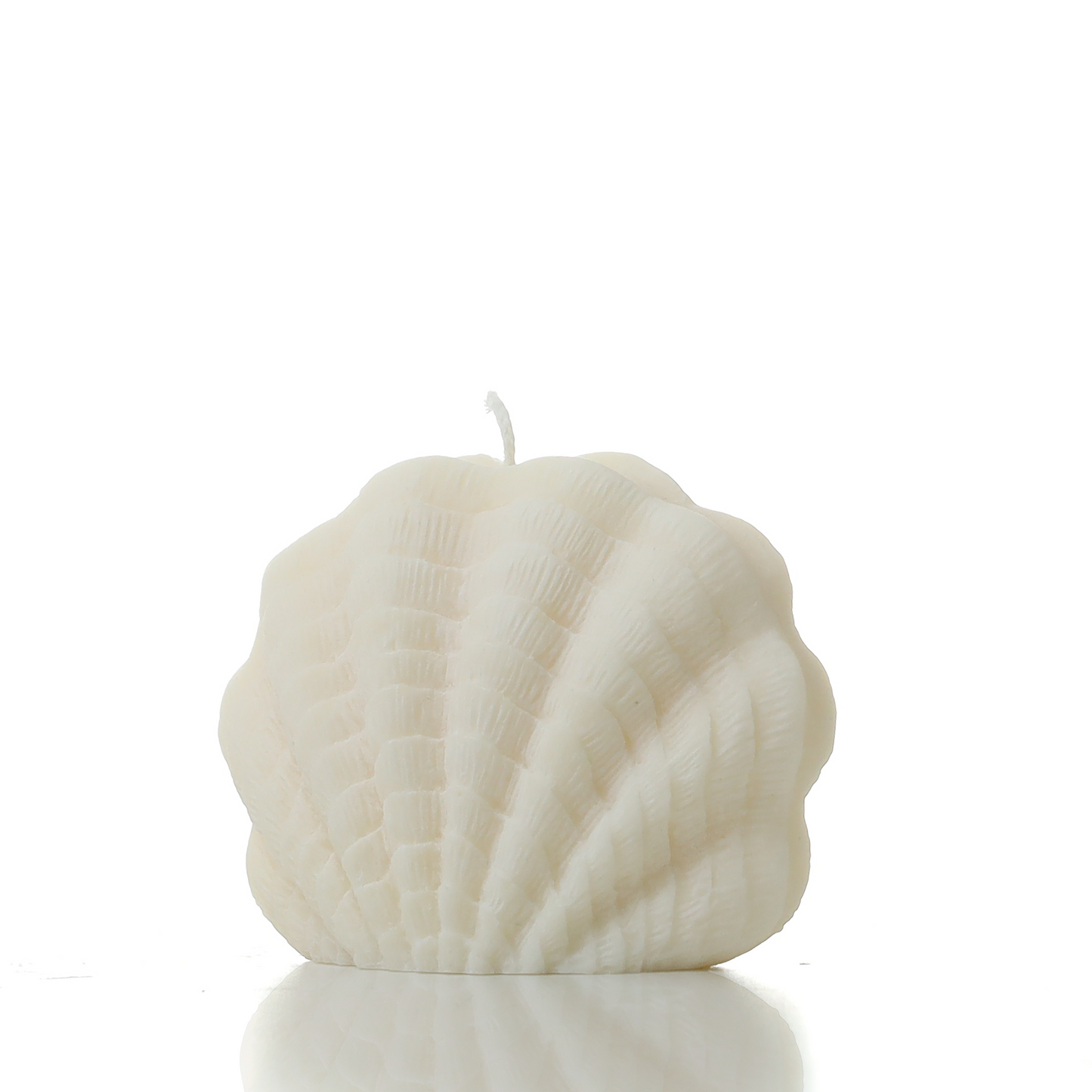 Scallop shell 2