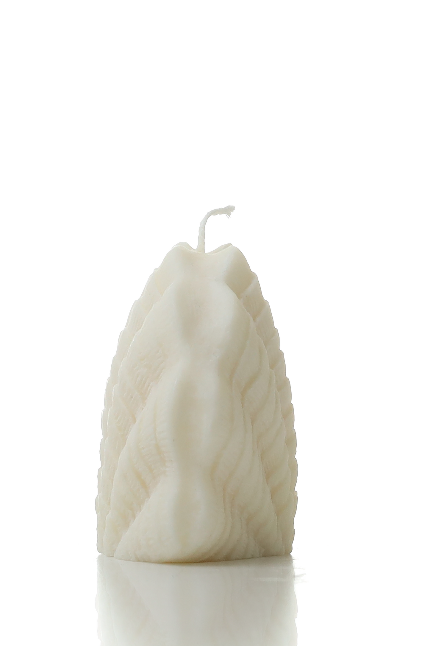 Scallop shell 2