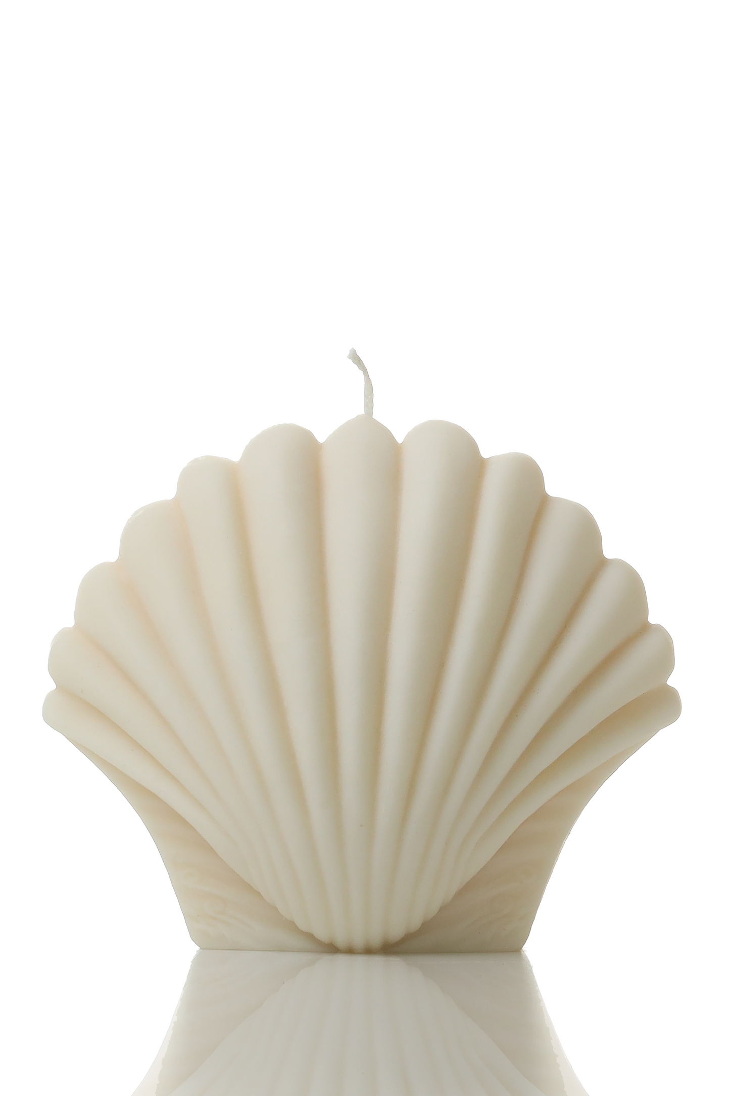 Scallop shell 1