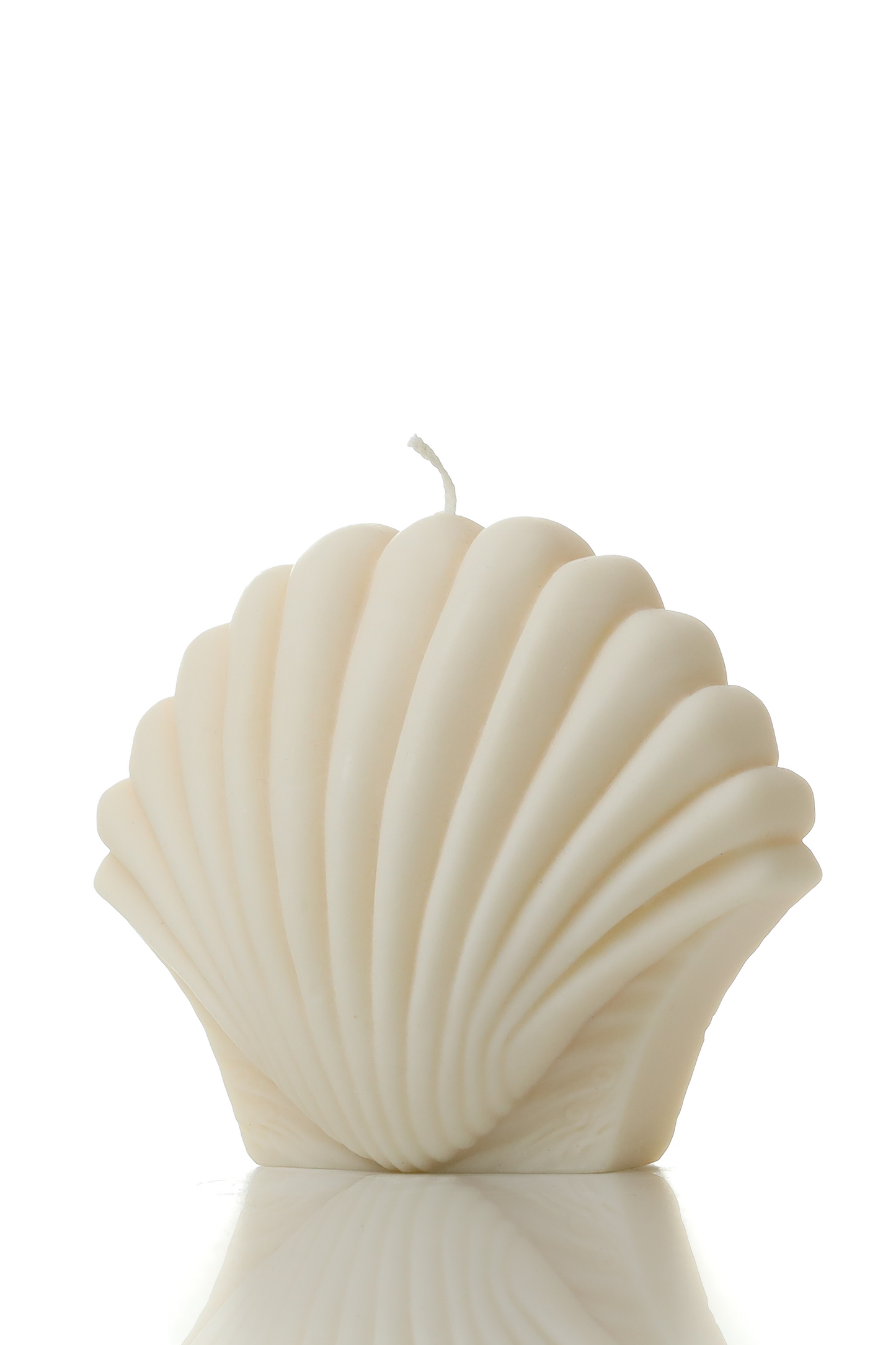 Scallop shell 1