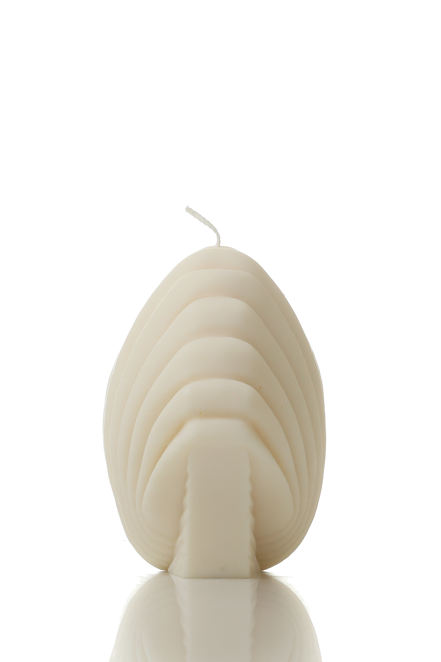 Scallop shell 1